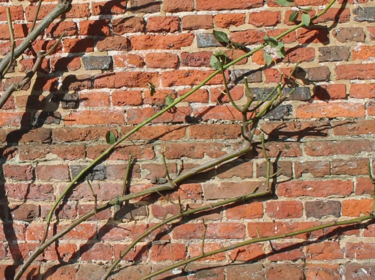 Potatura Rose Rampicanti