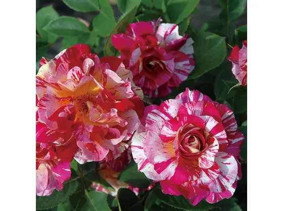 Rose degli Impressionisti