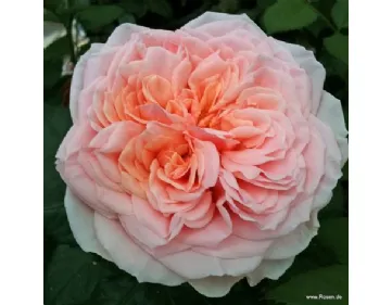 Confezione di 144 rose roselline orlate color fucsia utilizzabili per