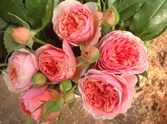 Rose romantiche