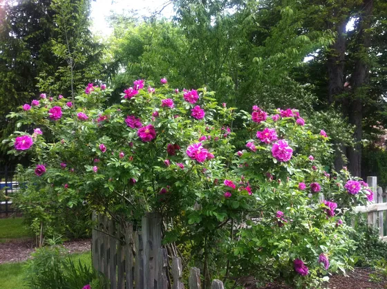 Rose rugose