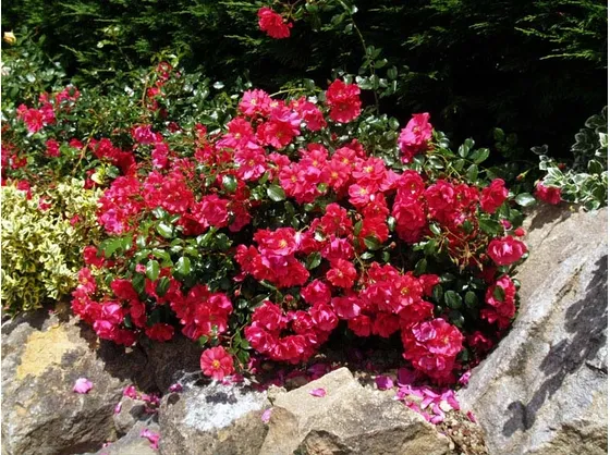 Rose tappezzanti